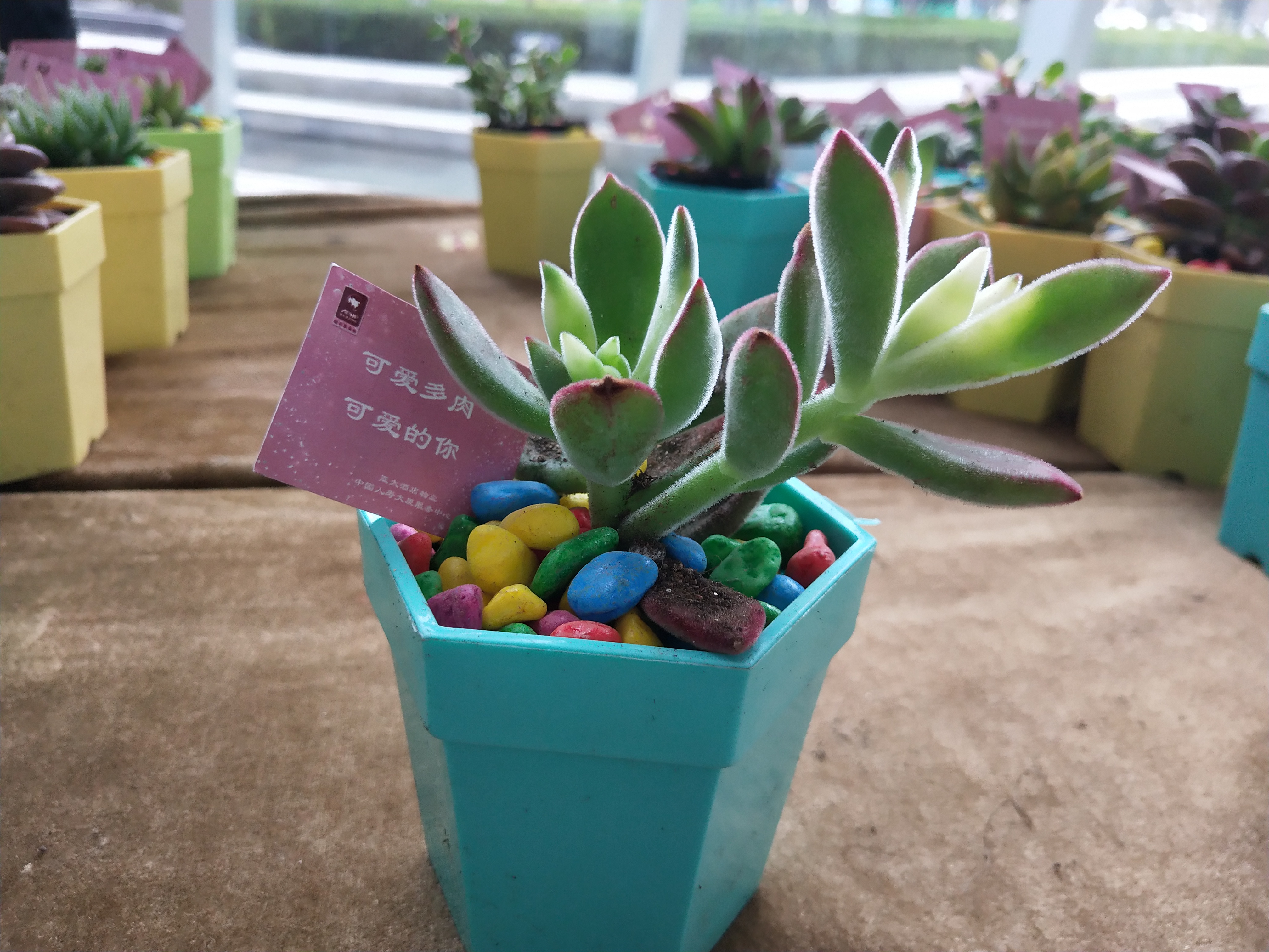 綠植特寫(xiě).jpg